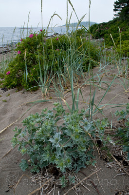 BB 10 0172 / Eryngium maritimum / Strandtorn <br /> Rosa rugosa / Rynkerose